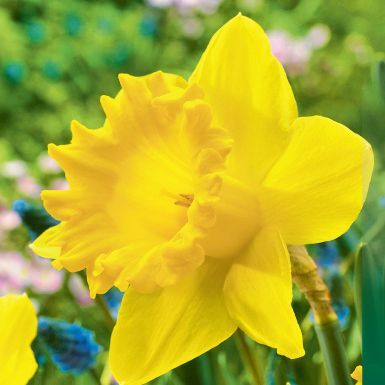 Нарцисс Датч Мастер (трубчатый)