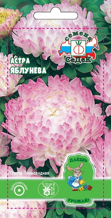 Цветок Астра Яблунева (ДУ)
