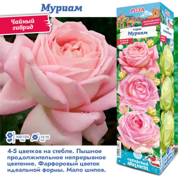 Роза Мириам