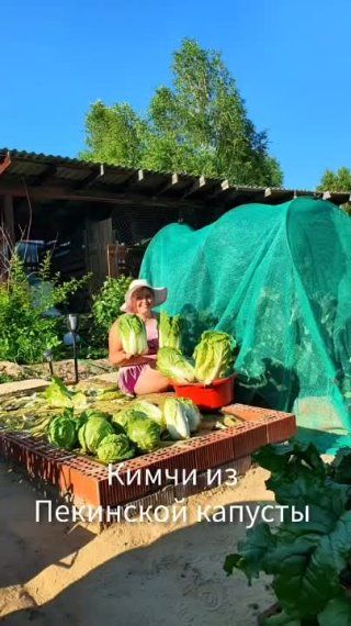 Кимчи из пекинской капусты
