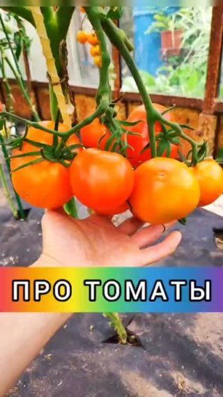 Подробно о томатах