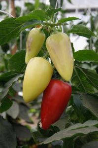 перец Белый Налив 10 гр.