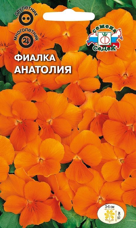 Цветок Фиалка Анатолия