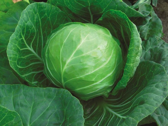 капуста Азиатский экспрессг F1 (Б/К)  10 г