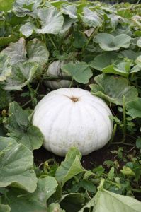 тыква Зимняя Сладкая  250г.