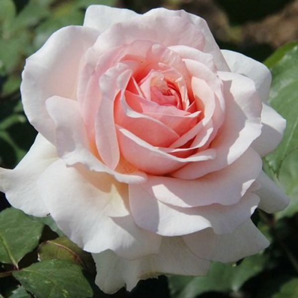 Роза Роберто Капуччи