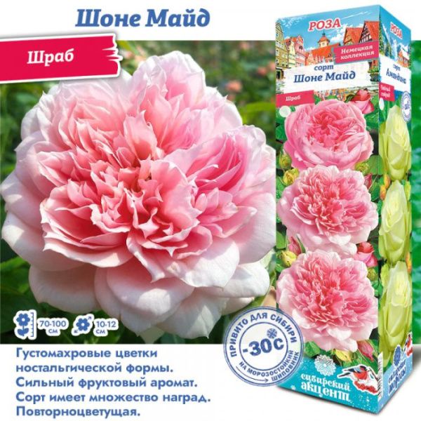 Роза Шоне Майд