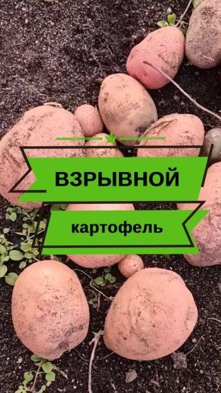 Обзор сорта картофеля Взрывной!