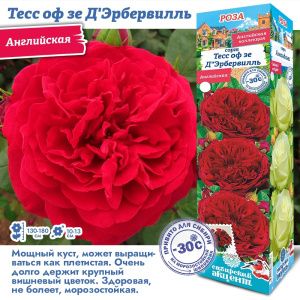 Роза Тесс Оф Зе Д"Эрбервиль