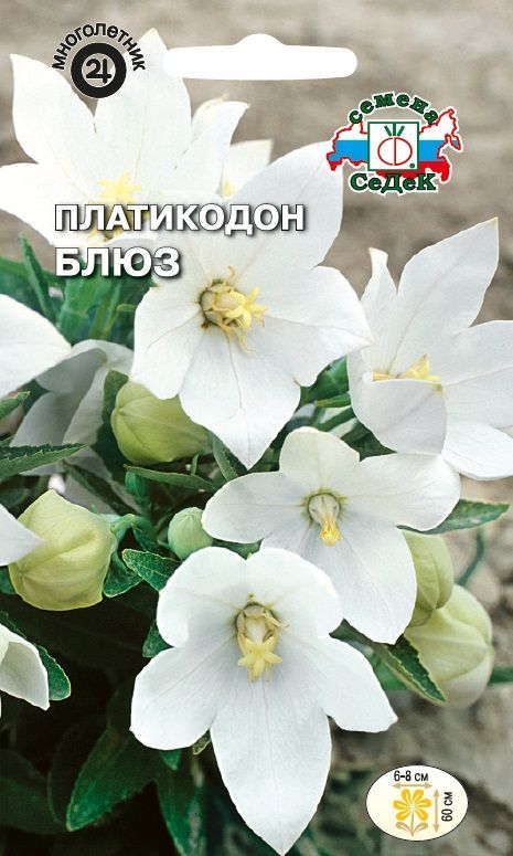 Цветок Платикодон Блюз белый