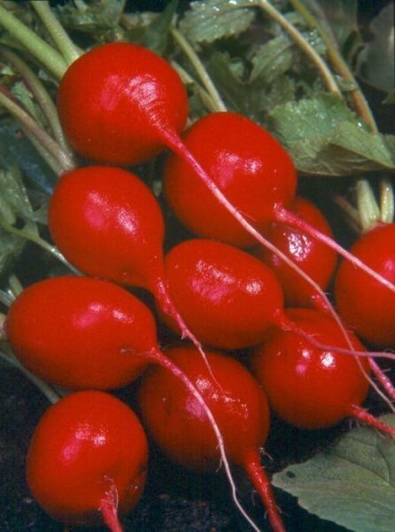 редис Чемпион  100 г.