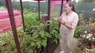 Красавчик-баклажан от СеДеК