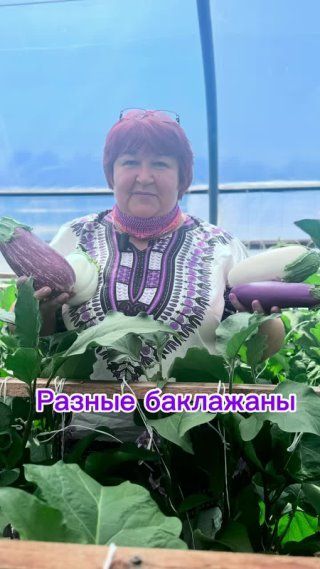 Разноцветные баклажаны