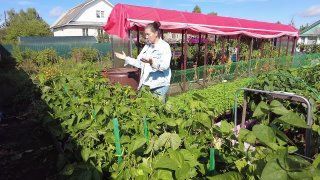 Фасоль Мечта хозяйки от СеДеК