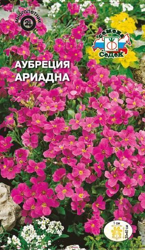 Цветок Аубреция Ариадна гибридная (смесь)
