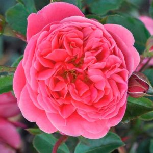 Роза Розберри