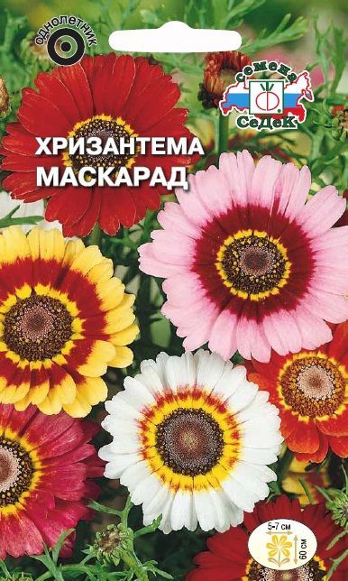 Цветок Хризантема Маскарад
