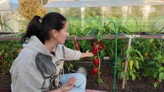 Полководцы. Верный признак качества плодов.