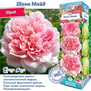 Роза Шоне Майд