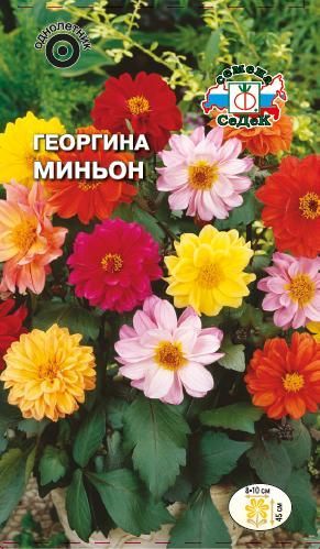 Цветок Георгина Миньон (смесь)