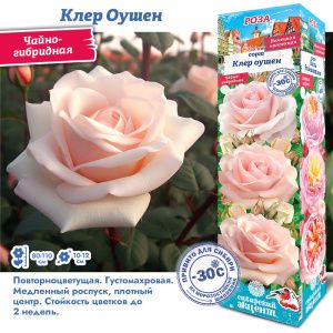 Роза Клер Оушен