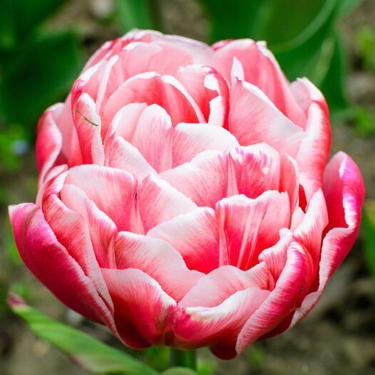 Тюльпан Войсмэйл (махровый)