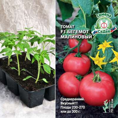 Томат Бегемот Малиновый, кассета 6шт.