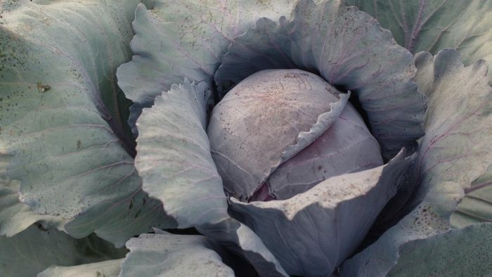 капуста Зевс F1  (б/к) 10 г.