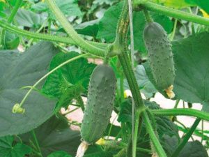 огурец Герда F1  10г.