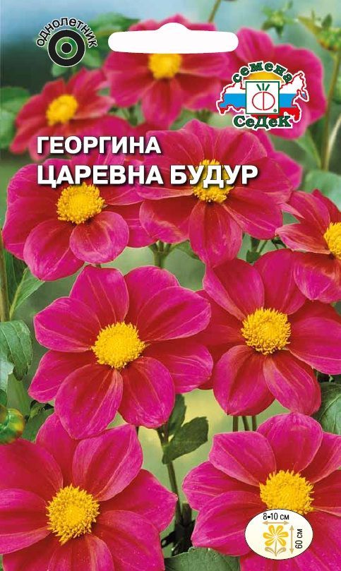 Цветок Георгина Царевна Будур