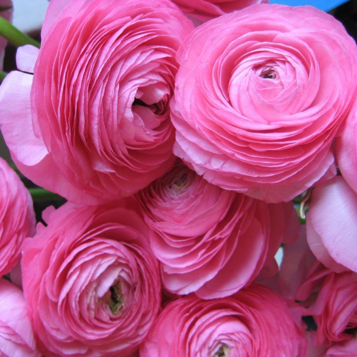 Лютик Розовый