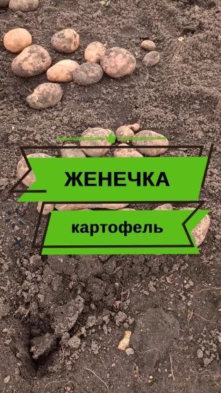 Женечка - это новый сорт удивительного картофеля!