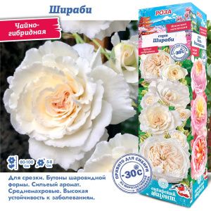 Роза Шираби