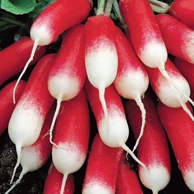 редис Французский завтрак  100 г