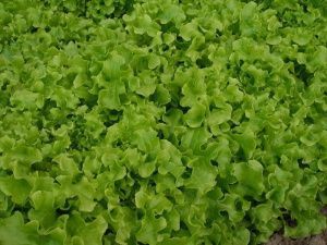 салат Салатная Чаша  50 г