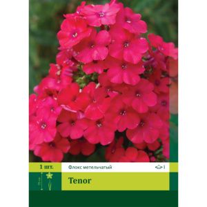 Флокс Тенор