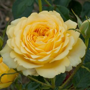 Роза Марселисборг Кастл