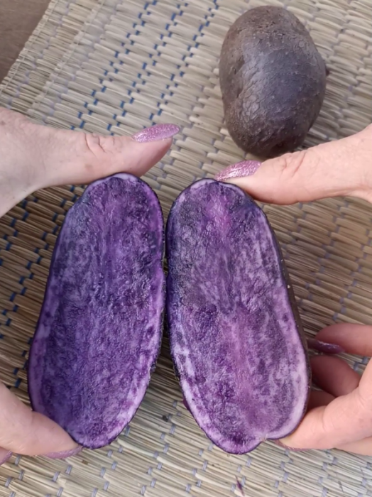 Семенной картофель Фиолетовый 2кг (суперэлита)