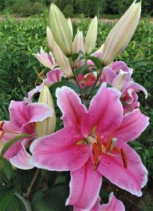 Лилия Сорбонна