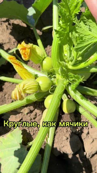 Круглые, как мячики