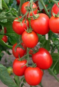 томат Катенька F1  5 г