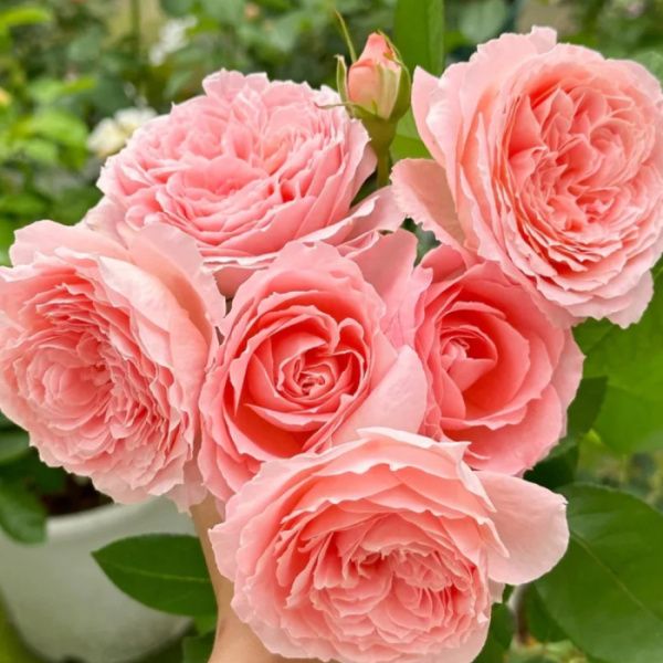 Роза Анн-Софи Пик