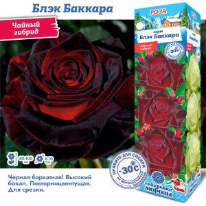 Роза Блэкбаккара