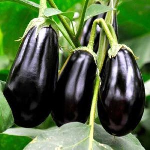 баклажан Ажур F1  5 г