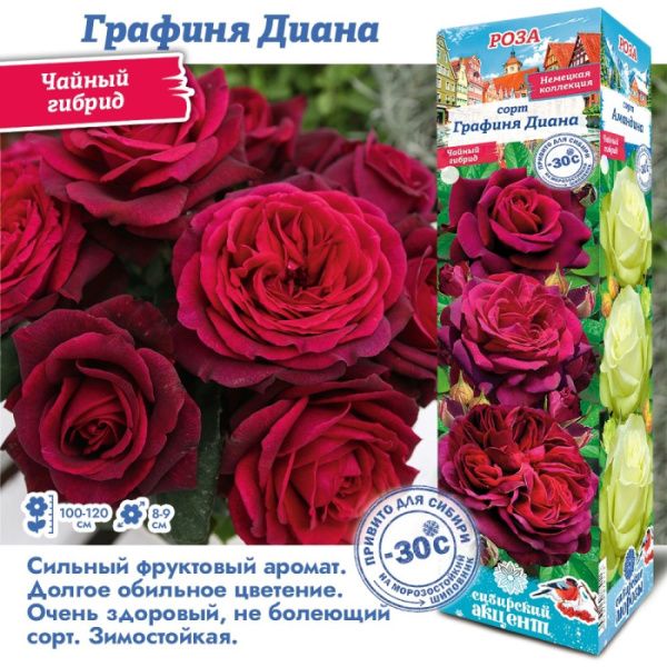 Роза Графиня Диана