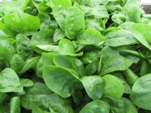 шпинат Ажур  100г.