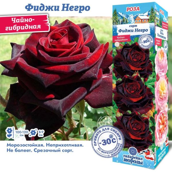 Роза Фиджи Негро