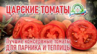 Это Царские томаты! Лучшие консервные томаты для парника и теплицы.