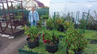 Посев суперострых перчиков сразу в отдельные стаканчики!