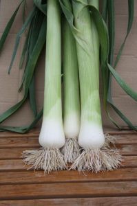 лук Аллигатор  ( ПОР ) 50г